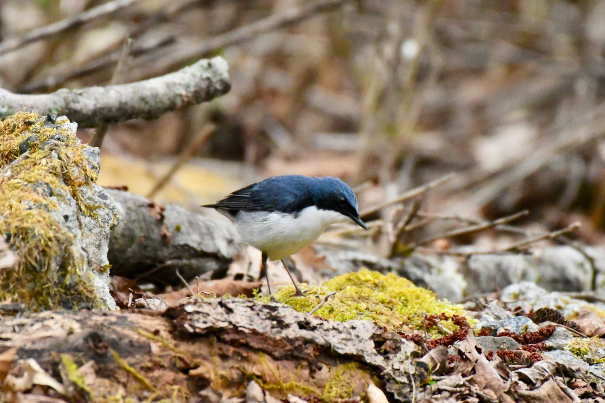 Siberian Blue Robin