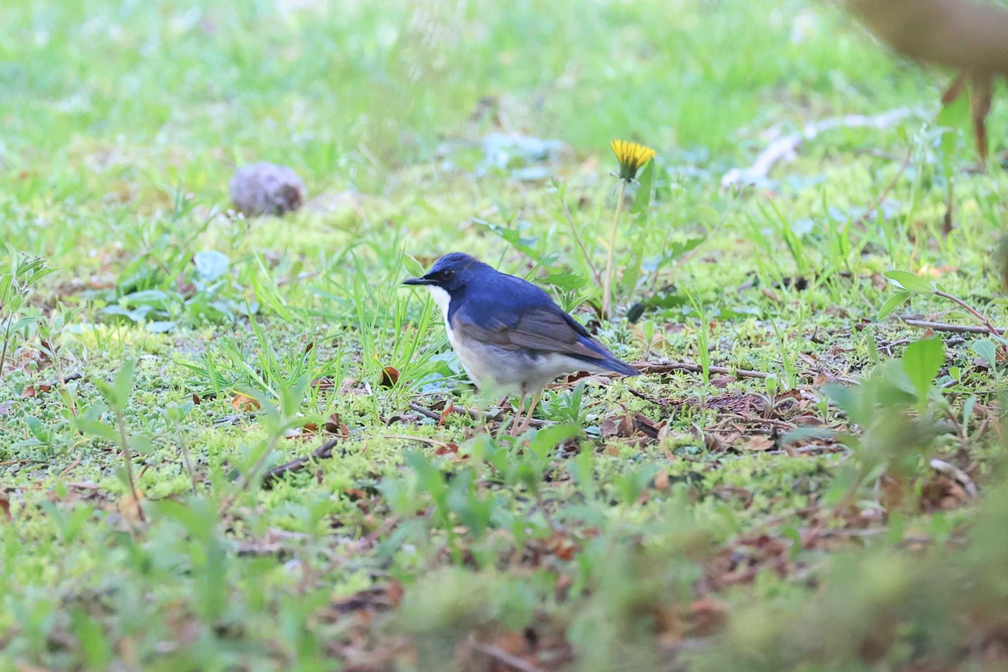 Siberian Blue Robin