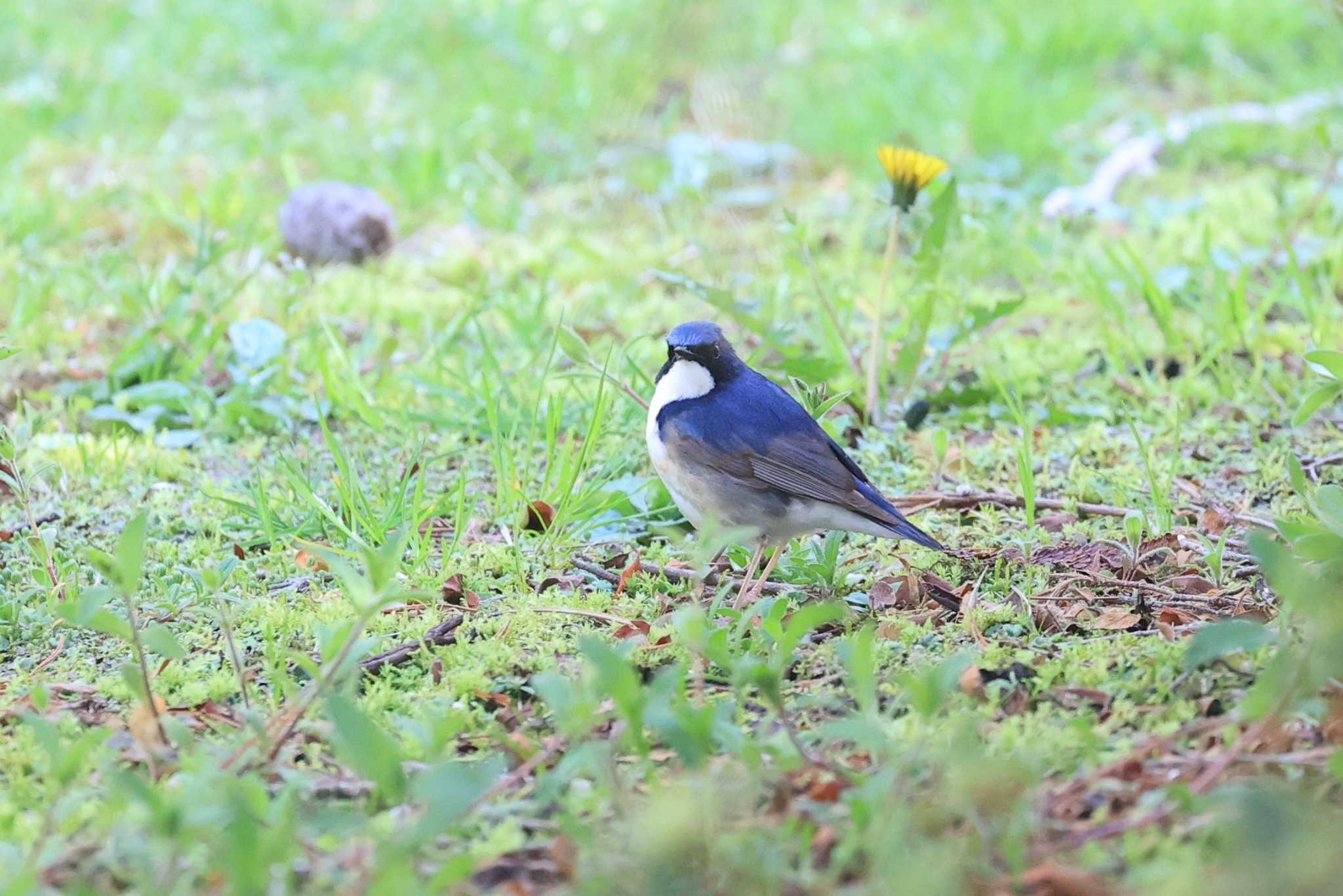 Siberian Blue Robin