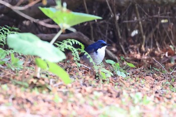 Sat, 5/8/2021 Birding report at Miharashi Park(Hakodate)