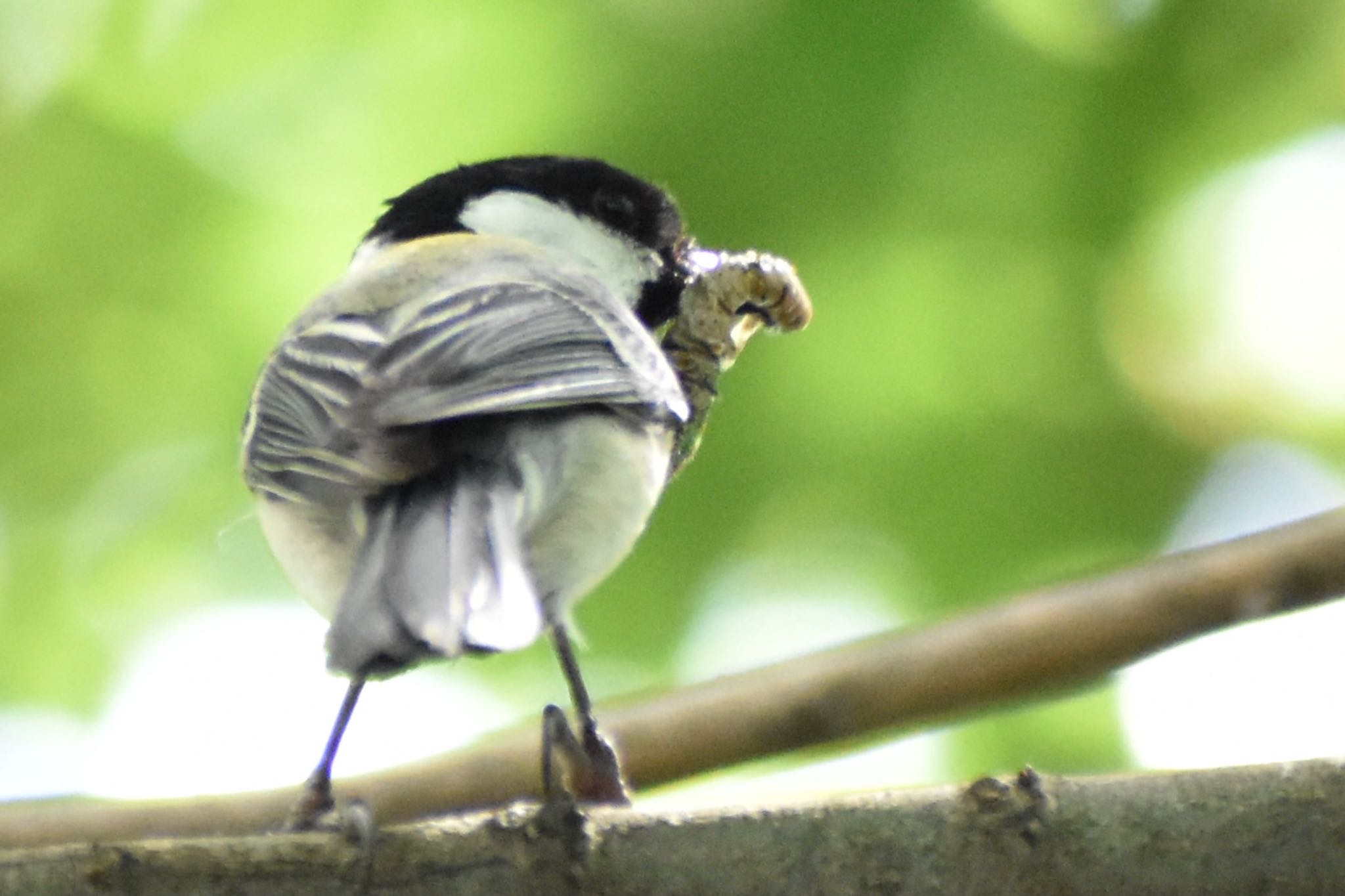 シジュウカラ