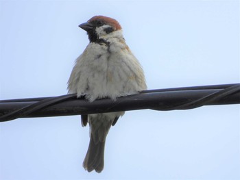 2021年5月8日(土) 神奈川県の野鳥観察記録