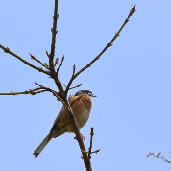 2021年5月8日(土) 横須賀市の野鳥観察記録