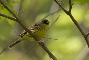 Masked Bunting 函館市　香雪園 Wed, 5/6/2020