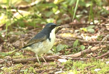 Siberian Blue Robin Miharashi Park(Hakodate) Fri, 5/8/2020