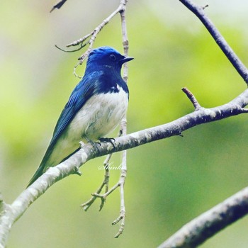 Blue-and-white Flycatcher Miharashi Park(Hakodate) Tue, 5/5/2020