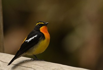 Narcissus Flycatcher 函館市香雪園 Wed, 5/5/2021