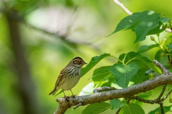 コホオアカ 長崎県 2021年5月3日(月)