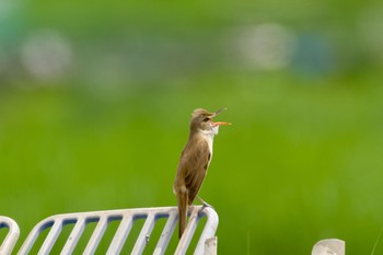 オオヨシキリ 秋ヶ瀬公園 2021年5月8日(土)