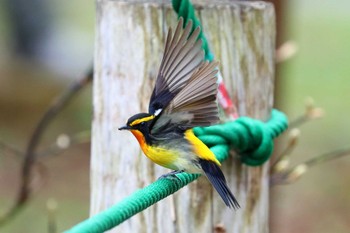 キビタキ 戸隠森林植物園(戸隠森林公園) 2021年5月7日(金)