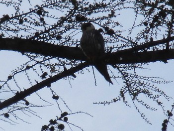 2021年5月8日(土) 札幌市南区藤野の野鳥観察記録