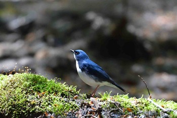 コルリ 柳沢峠 2018年5月5日(土)