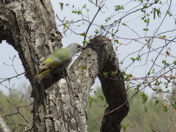 2021年5月8日(土) 西岡公園(西岡水源地)の野鳥観察記録