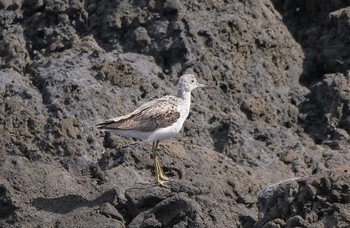 アオアシシギ 三宅島 2021年5月2日(日)