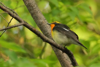 キビタキ 秋葉公園 2021年5月8日(土)