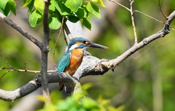 カワセミ 草加市 2021年5月8日(土)