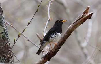 クロツグミ 戸隠森林植物園(戸隠森林公園) 2021年5月7日(金)