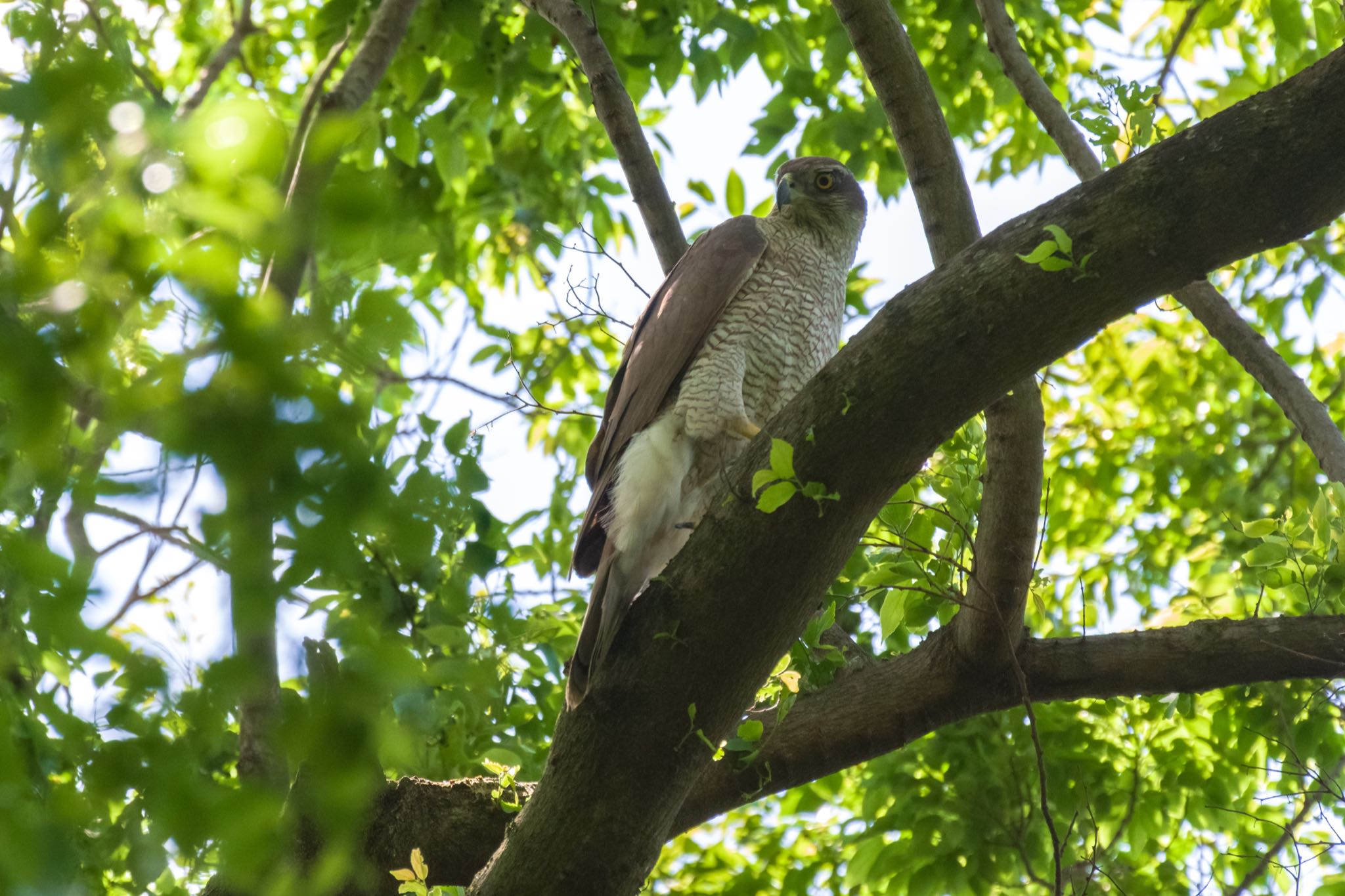 秋ヶ瀬公園 オオタカの写真 by Marco Birds