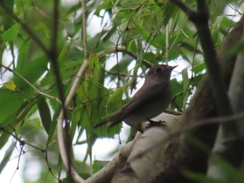 2021年5月8日(土) 八王子城跡の野鳥観察記録