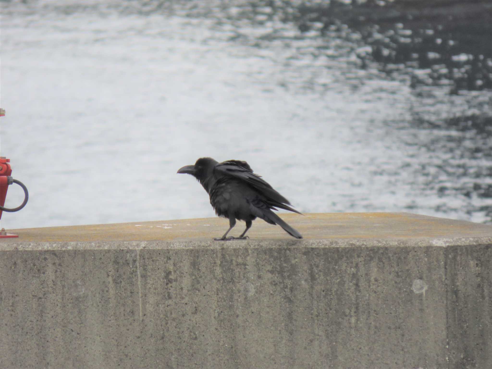 新木場緑道公園(東京都江東区) ハシブトガラスの写真 by のぐち