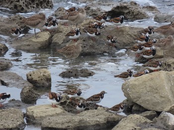 2021年5月8日(土) 新木場緑道公園(東京都江東区)の野鳥観察記録