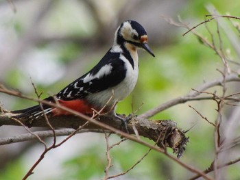 Great Spotted Woodpecker(japonicus) 三角山(札幌市西区) Sat, 5/8/2021