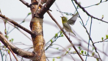 Warbling White-eye 三角山(札幌市西区) Sat, 5/8/2021