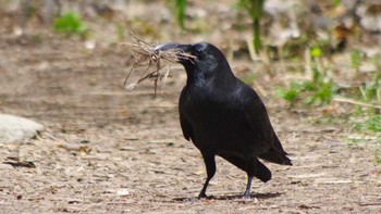 Large-billed Crow 三角山(札幌市西区) Sat, 5/8/2021