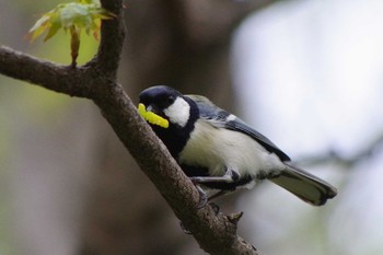 Japanese Tit 三角山(札幌市西区) Sat, 5/8/2021