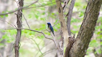 Blue-and-white Flycatcher 三角山(札幌市西区) Sat, 5/8/2021