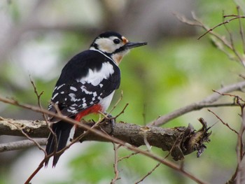 Great Spotted Woodpecker(japonicus) 三角山(札幌市西区) Sat, 5/8/2021