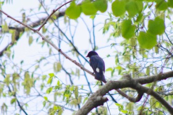 Blue-and-white Flycatcher 三角山(札幌市西区) Sat, 5/8/2021