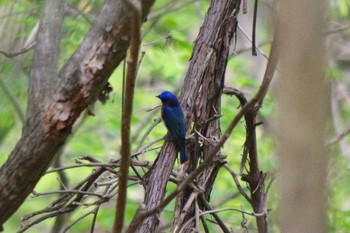 Blue-and-white Flycatcher 三角山(札幌市西区) Sat, 5/8/2021