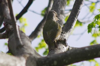 Grey-headed Woodpecker 三角山(札幌市西区) Sat, 5/8/2021