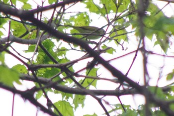 Eastern Crowned Warbler 三角山(札幌市西区) Sat, 5/8/2021