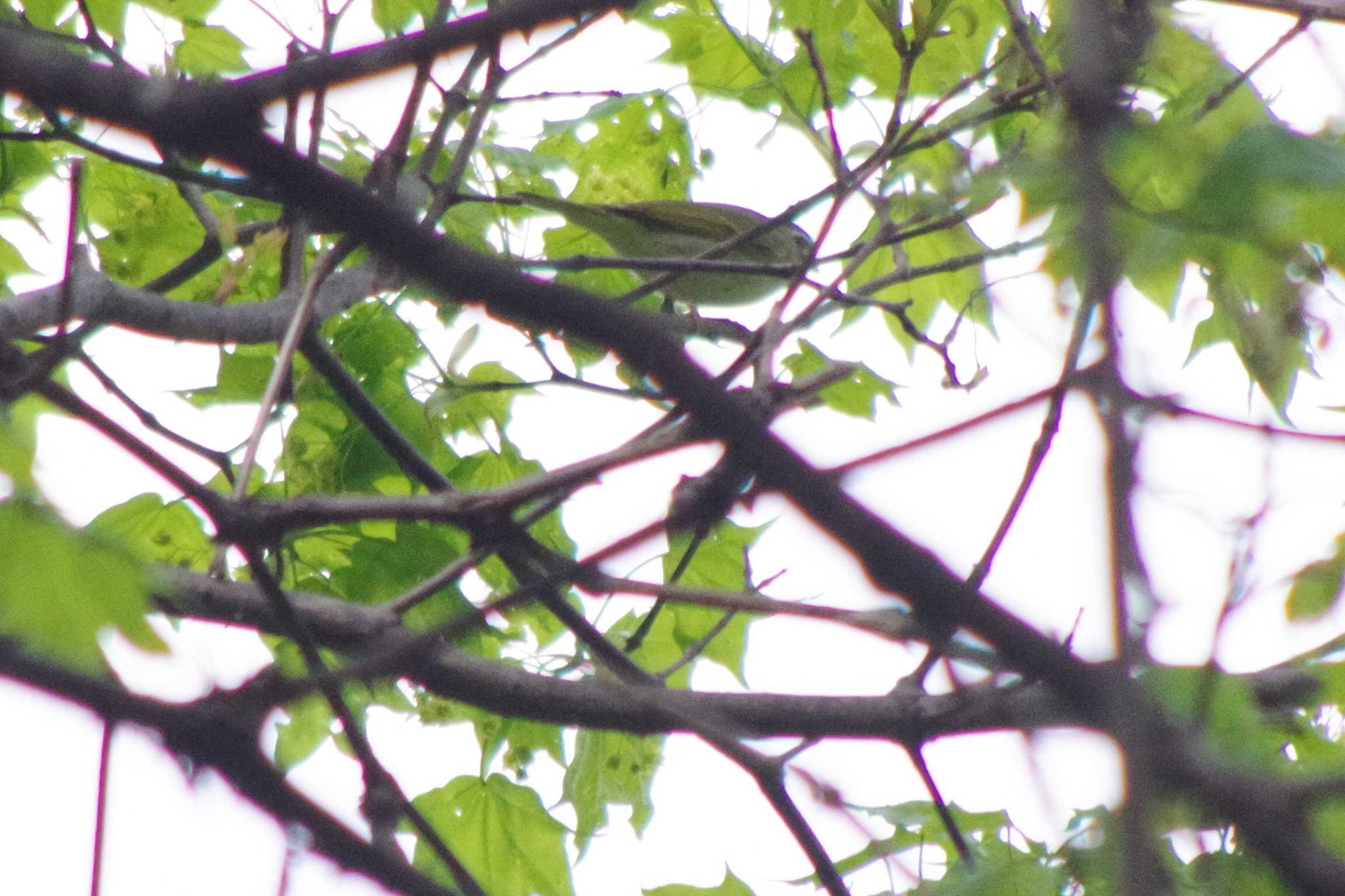 Photo of Eastern Crowned Warbler at 三角山(札幌市西区) by 98_Ark (98ｱｰｸ)