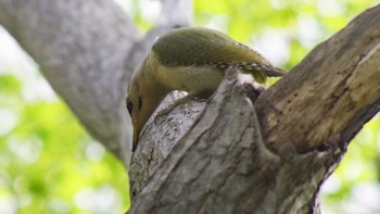 Grey-headed Woodpecker 三角山(札幌市西区) Sat, 5/8/2021