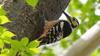 White-backed Woodpecker(subcirris) 三角山(札幌市西区) Sat, 5/8/2021