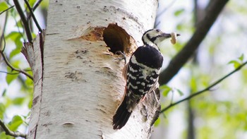 White-backed Woodpecker(subcirris) 三角山(札幌市西区) Sat, 5/8/2021