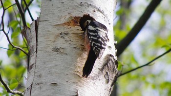 White-backed Woodpecker(subcirris) 三角山(札幌市西区) Sat, 5/8/2021