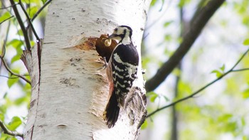 White-backed Woodpecker(subcirris) 三角山(札幌市西区) Sat, 5/8/2021
