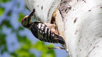 White-backed Woodpecker(subcirris) 三角山(札幌市西区) Sat, 5/8/2021