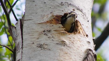 White-backed Woodpecker(subcirris) 三角山(札幌市西区) Sat, 5/8/2021