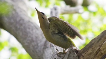 Grey-headed Woodpecker 三角山(札幌市西区) Sat, 5/8/2021