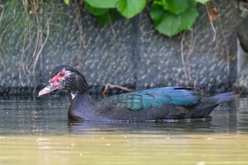 ノバリケン 檜町公園 2021年5月8日(土)