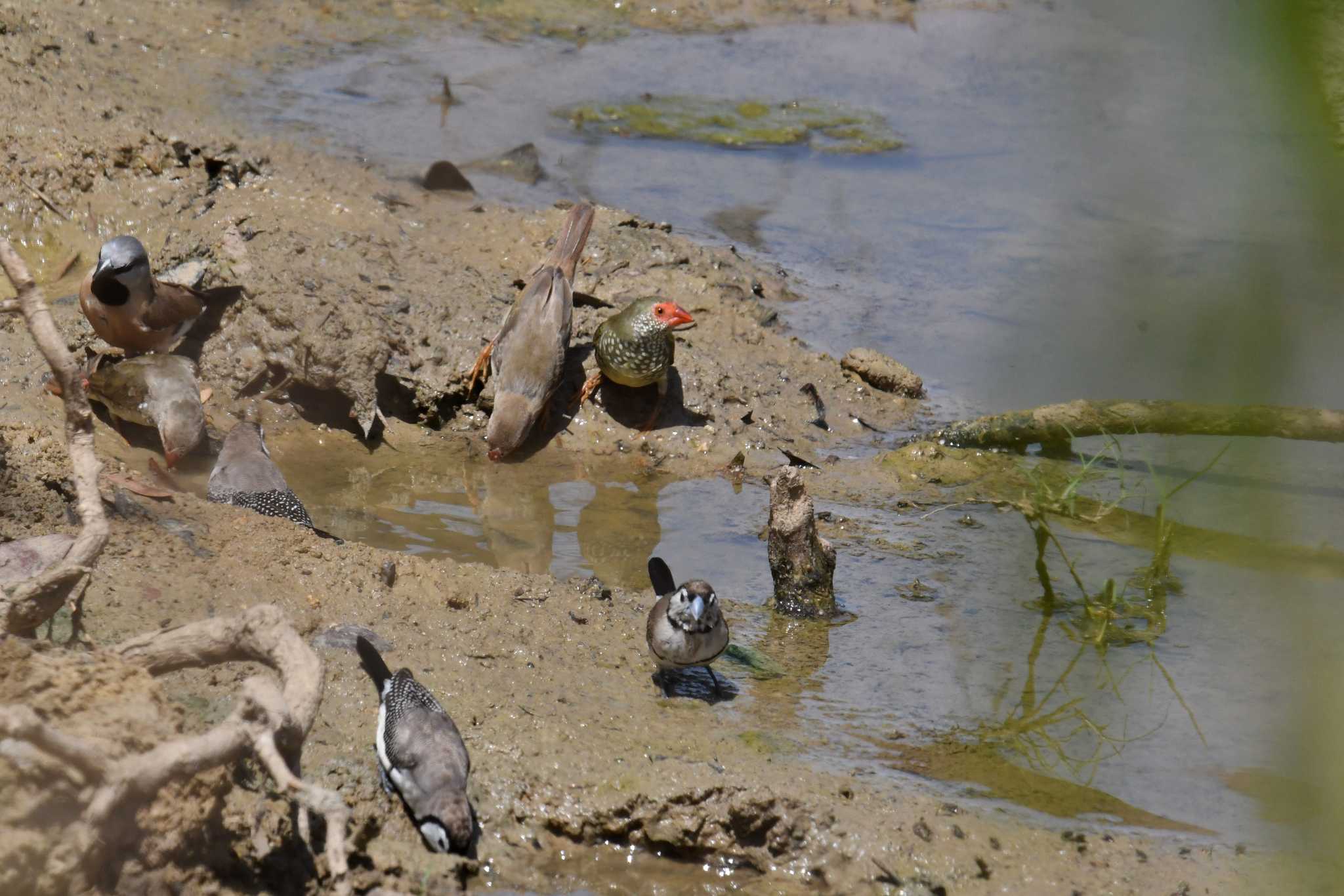 レイクフィールド国立公園 コモンチョウの写真 by あひる