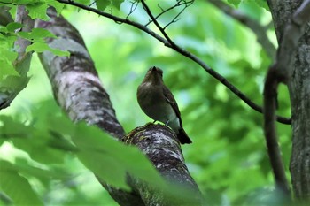 オオルリ 早戸川林道 2021年5月8日(土)