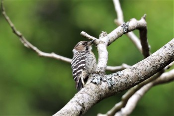 コゲラ 早戸川林道 2021年5月8日(土)