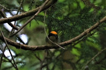 キビタキ 早戸川林道 2021年5月8日(土)