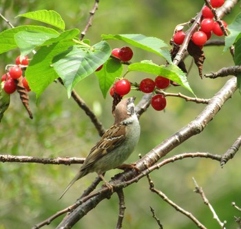 Eurasian Tree Sparrow Rokuha Park Sat, 5/8/2021